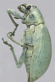  northern citrus root weevil adult; photo by Natasha Wright, Florida Department of Agriculture and Consumer Services,  www.bugwood.org 
