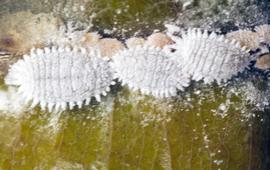  citrus mealybug; photo by Jeffrey W. Lotz, Florida Department of Agriculture and Consumer Services,  www.bugwood.org 
