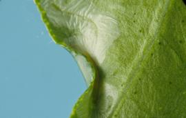  curled leaf edge formed by citrus leafminer larvae; photo by Jeffrey W. Lotz, Florida Department of Agriculture and Consumer Services,  www.bugwood.org 
