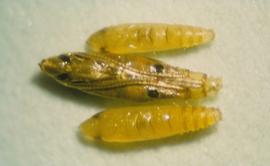  citrus leafminer pupae; photo by Jeffrey W. Lotz, Florida Department of Agriculture and Consumer Services,  www.bugwood.org 
