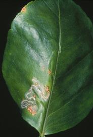  citrus leafminer damage; photo by Jeffrey W. Lotz, Florida Department of Agriculture and Consumer Services,  www.bugwood.org 
