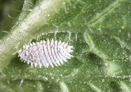  citrus mealybug; photo by Charles Olsen, USDA APHIS PPQ,  www.bugwood.org 
