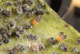  citrus blackfly eggs, immatures, pupae, and adults; photo by Lyle Buss, Department of Entomology and Nematology, University of Florida 