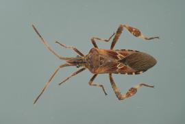  leaf-footed bug adult; photo by Lyle Buss, Department of Entomology and Nematology, University of Florida 