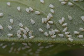  citrus whitefly adults; photo by Lyle Buss, Department of Entomology and Nematology, University of Florida 