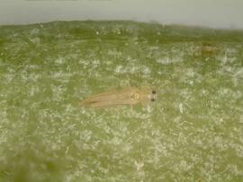  Florida flower thrips; photo by Lyle Buss, Department of Entomology, University of Florida 