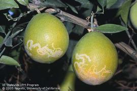  citrus peelminer damage to developing fruit; photo by David Rosen, UC Statewide IPM Program, University of California 