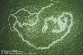  citrus peelminer mine; photo by David Rosen, UC Statewide IPM Program, University of California 