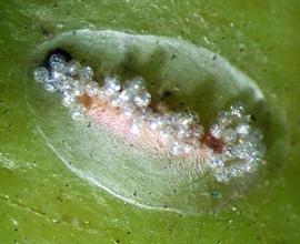  citrus peelminer pupa; photo by Elizabeth E. Grafton-Cardwell, UC Statewide IPM Program, University of California 