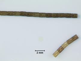  leaf-footed bug eggs; photo by Lyle Buss, Department of Entomology and Nematology, University of Florida 