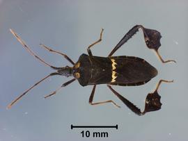  leaf-footed bug adult; photo by Lyle Buss, Department of Entomology and Nematology, University of Florida 