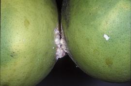  citrus mealybug; photo by Lyle Buss, Department of Entomology and Nematology, University of Florida  