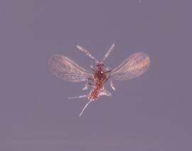  citrus mealybug adult male; photo by Lyle Buss, Department of Entomology and Nematology, University of Florida 