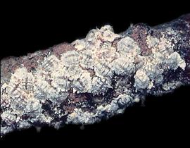  coffee mealybugs; photo by Lyle Buss, Department of Entomology and Nematology, University of Florida 