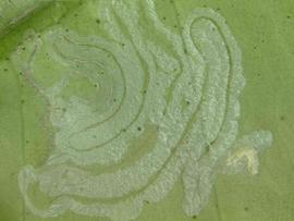  citrus leafminer damage; photo by Lyle Buss, Department of Entomology and Nematology, University of Florida 