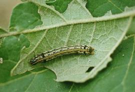  cotton cutworm larva; photo by K. Kiritani,  www.bugwood.org 

