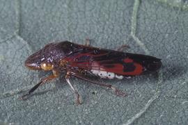  glassy-winged sharpshooter adult; photo by Lyle Buss, Department of Entomology and Nematology, University of Florida 
