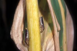  glassy-winged sharpshooter adults; photo by Paul Choate, Department of Entomology and Nematology, University of Florida  