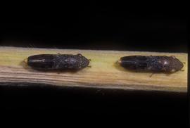  glassy-winged sharpshooter adults; photo by Paul Choate, Department of Entomology, University of Florida  