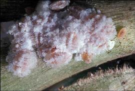 coffee mealybugs; photo courtesy of USDA APHIS 
