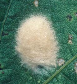  cotton cutworm egg mass; photo by Merle Shepard, Gerald R.Carner, and P.A.C Ooi, Insects and Their Natural Enemies Associated with Vegetables and Soybean in Southeast Asia,  www.bugwood.org 
