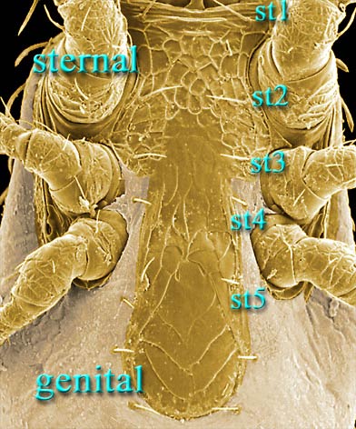 Figure 9; Stratiolaelaps female sterno genital region.