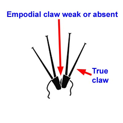 weak spur or absent