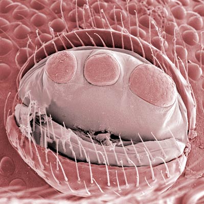 3 pairs genital papillae