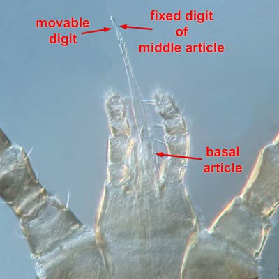 fixed digit and movable digit