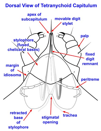 Tetranychinae - Capitulum.