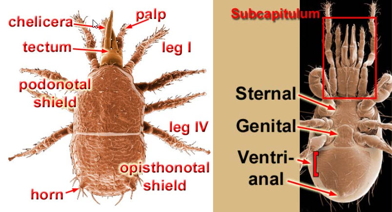 Figure 4; Anatomy of adult female monogynaspid mites, dorsal view (left), ventral view (right).