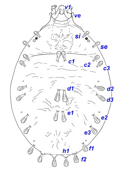 Bryobiinae anatomy