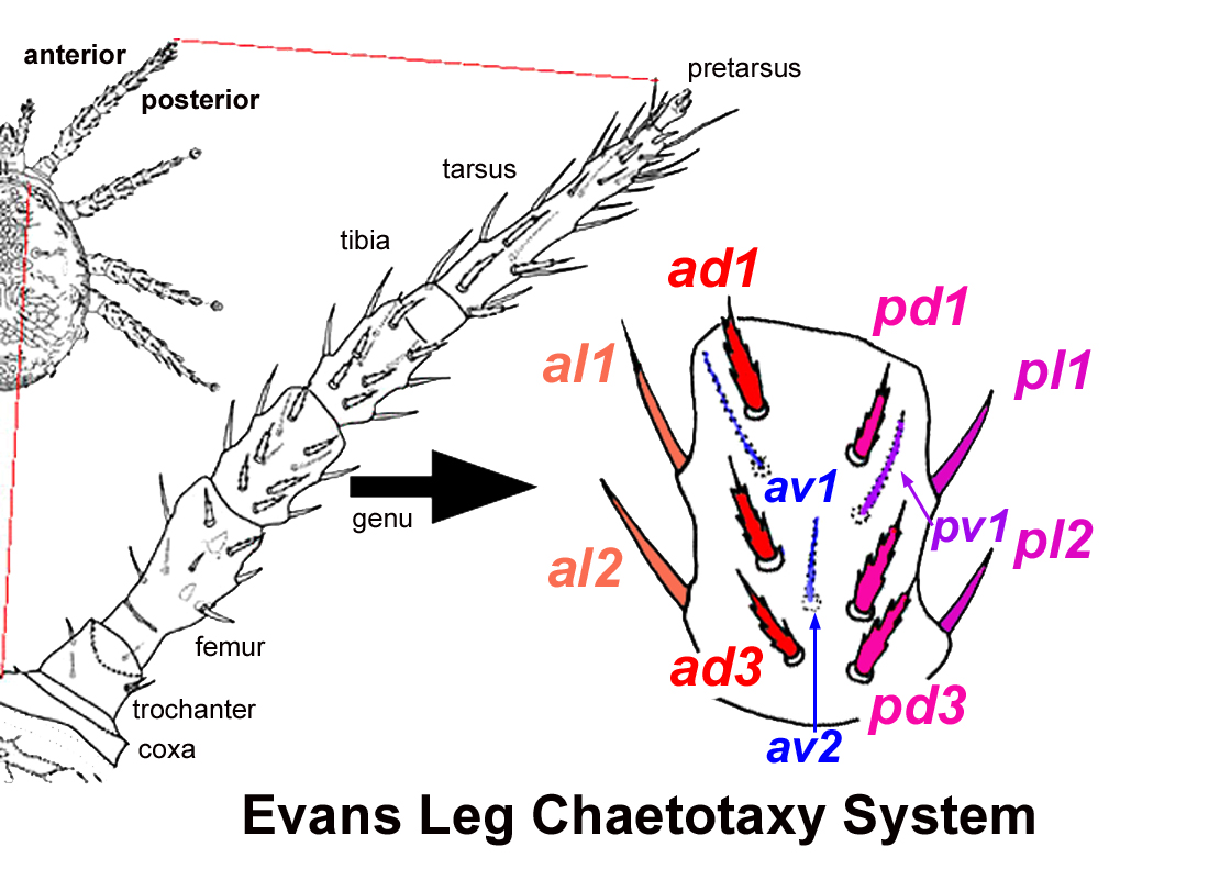 Evans leg chaetotactic system