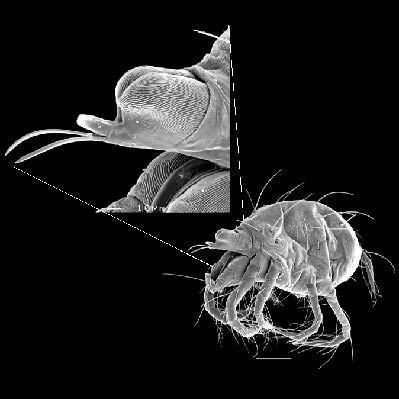 Fig. 1 spider mites