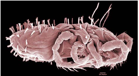 Figure 2: Speleorchestes