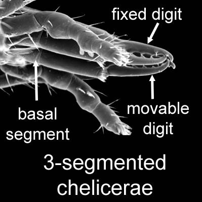 Fig 2 3-segmented chelicerae