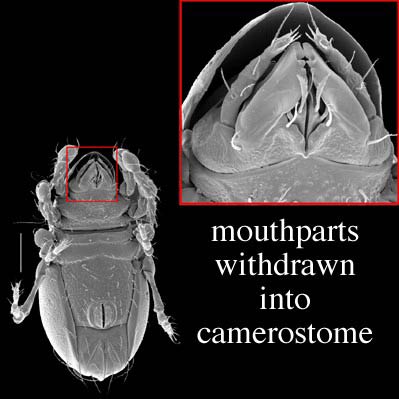 Fig. 3 camerostome