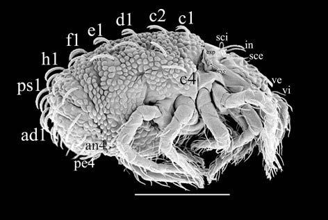 Figure 4: Terpnacaridae