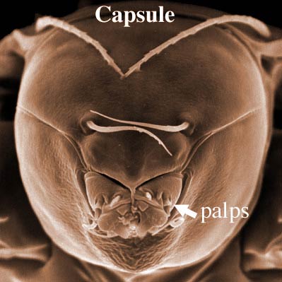 Fig. 5 gnathosomal capsule