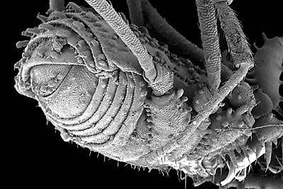 Opilionid (Opiliones) posterior showing opisthosomal segmentation (DEW)