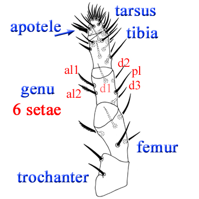 setae on the anterior lateral surface of a leg or palp segment in the Mesostigmata