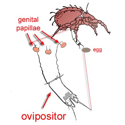 3-lobed ovipositor