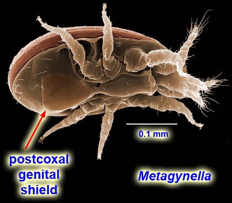 Figure 1; Postcoxal genital shield.
