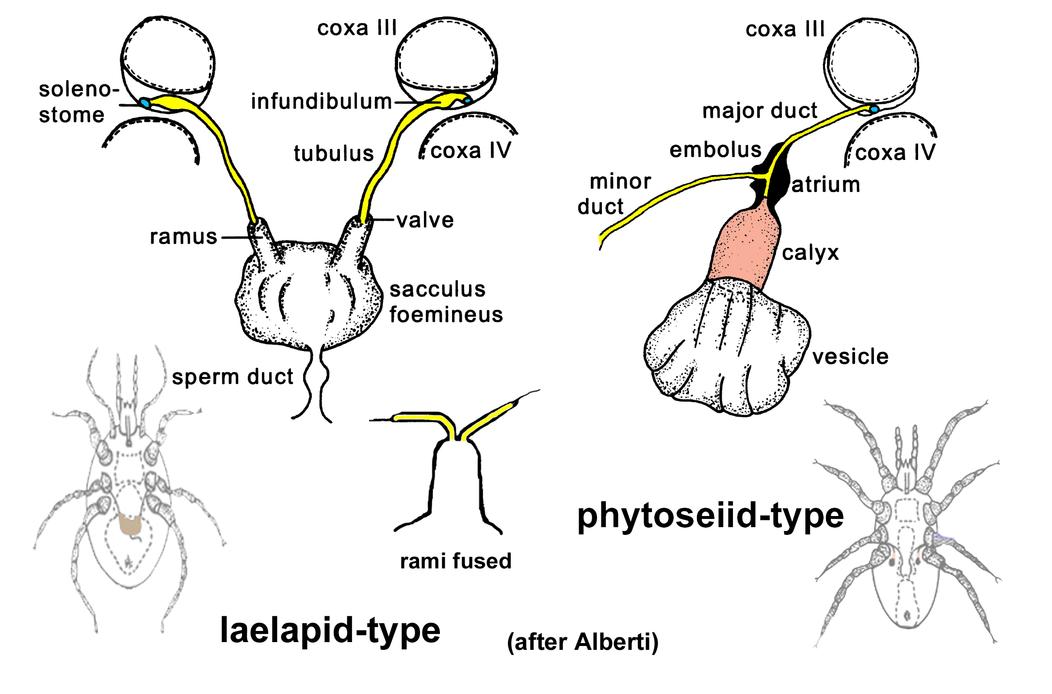 Figure 5; Laelapid-type and phytoseiid-type sperm transfer systems.