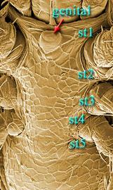 Male with genital opening at base of tritosternum in sternogenital shield,  Stratiolaelaps 