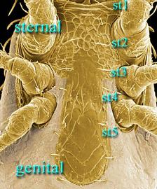  Stratiolaelaps  female sterno-genital region showing sternal shield
