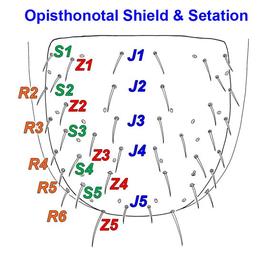 Opisthonotal setation of  Digamasellus 