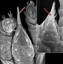 Suctorial subcapitulum