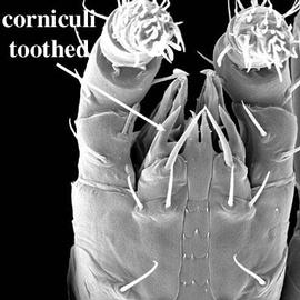 Bifurcate corniculi,  Proctolaelaps  (DEW)
