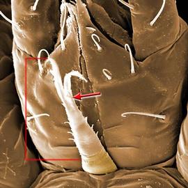 Partially fused laciniae (DEW)